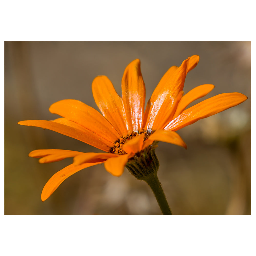 Orange Daisy Fine Art Greeting Card | Macro Floral Photography