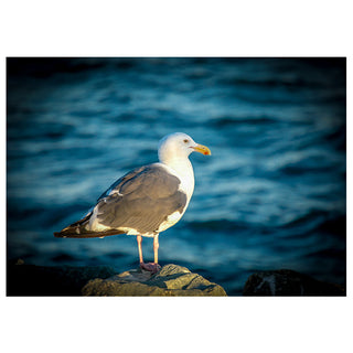 Where It All Began: The Seagull That Started a Studio