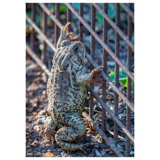 The Great Escape: One Toad's Journey to Freedom