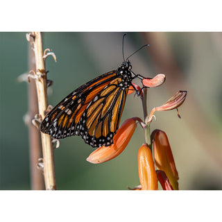 Wings Over the Desert: The Monarch Butterfly's Arizona Migration