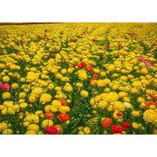 Together We Can Tell the Story: The Carlsbad Flower Fields