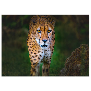 Eye Contact: A Cheetah Portrait That Doesn't Look Away