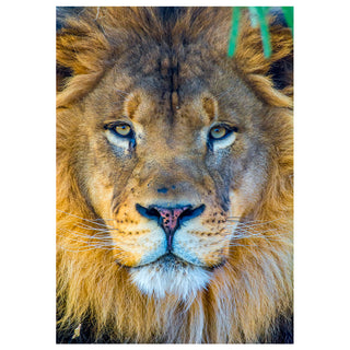Will Davis Studios Card of the Week - Lion Close Up!