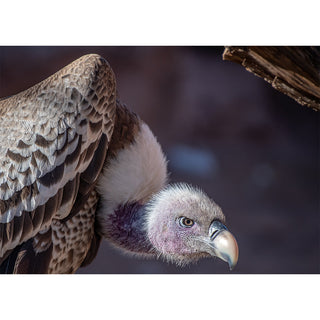 The Ancient Gaze: A Griffon Vulture Greeting Card from Will Davis Studios