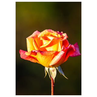 Golden Light & Timeless Beauty — Introducing a New Fine Art Floral Image from Will Davis Studios