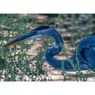 New from Will Davis Studios - Blue Heron Fishing at Sunrise Greeting Card