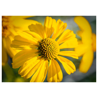 Introducing the Will Davis Studios Mother's Day Collection