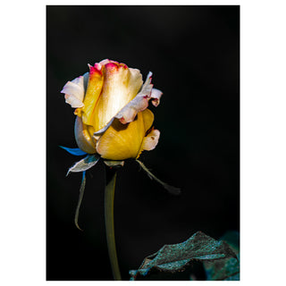 New from Will Davis Studios - Yellow Rosebud Fine Art Photography Greeting Card