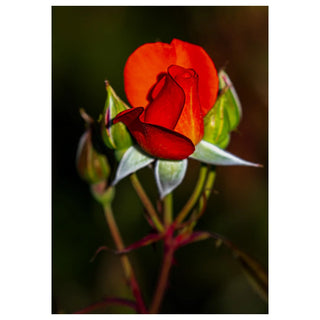 Valentine's Day Cards | Fine Art Love & Romance Cards – Will Davis Studios