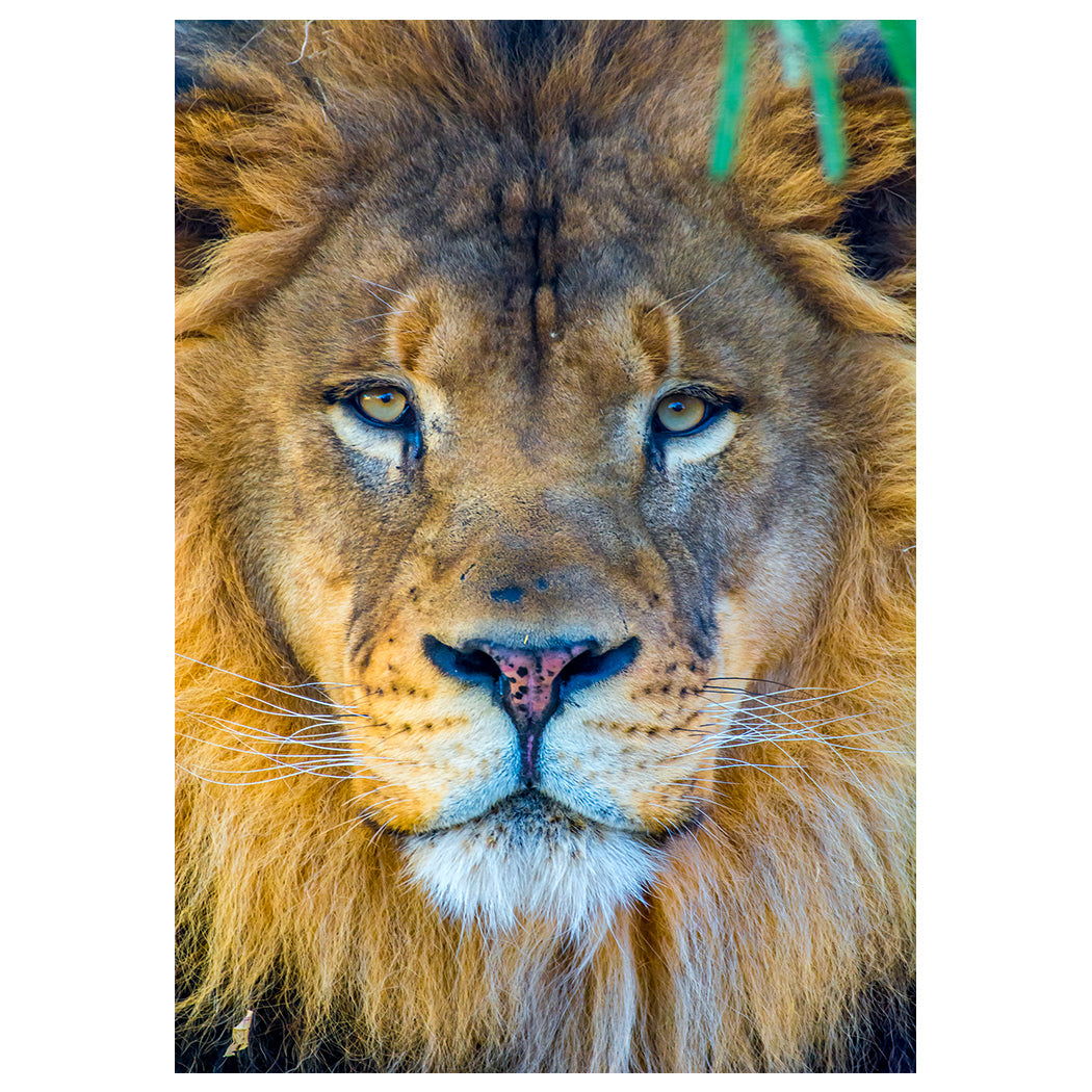 Wildlife Images – Will Davis Studios