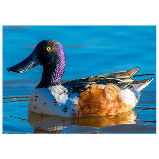 Cards for Him | Fine Art Greeting Cards for Men – Will Davis Studios