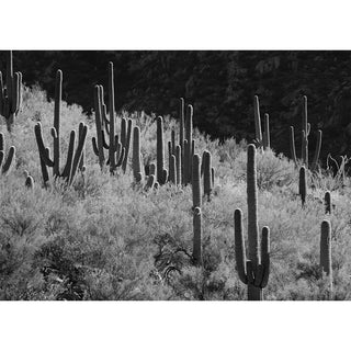 Southwest & Desert Cards | Arizona Fine Art Greeting Cards – Will Davis Studios