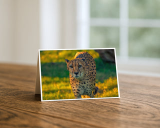 Cheetah close-up fine art wildlife photography greeting card standing on a wooden table, showing a cheetah walking forward in warm natural light, 5x7 nature animal card by Matt Punches from Will Davis Studios.