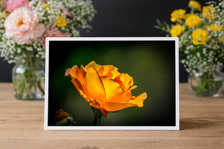 Framed photograph of a yellow flower on a wooden surface with flowers in the background.