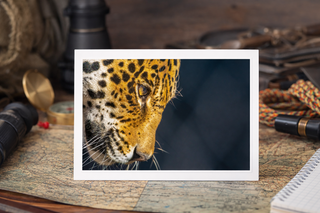 Close-up of a Jaguar's face with a rustic background