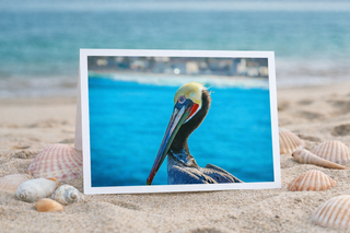 Card with a pelican on a beach with shells and ocean view