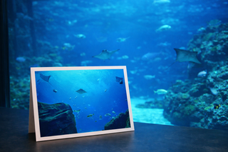 Card with an underwater scene of fish and coral displayed in front of a large aquarium tank.