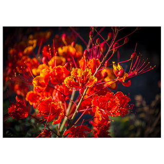Close-up of vibrant red and yellow flowers with a dark background. Fine Art Greeting Card by Will Davis Studios Photo by Matt Punches