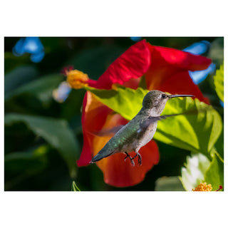 Hummingbird hovering near a red flower with a blurred background