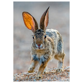 Hare with large ears on a blurred natural background