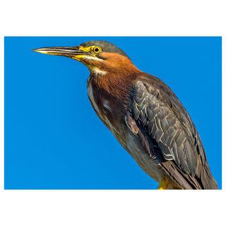 Green Heron with a blue background