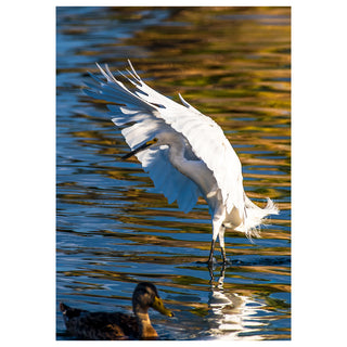 Snowy egret in flight over water with a duck below