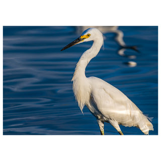 White egret standing in blue water