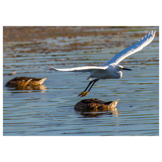 White egret in flight over water with ducks