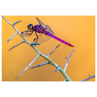 Colorful dragonfly perched on a branch against an orange background