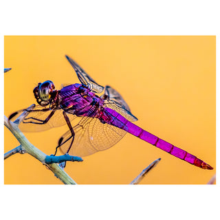 Colorful purple dragonfly on a branch with a yellow background. Photo by Matt Punches