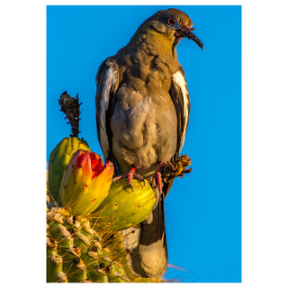 Bird perched on a cactus with a blue background
