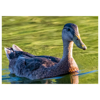 Duck swimming on a body of water with a blurred background