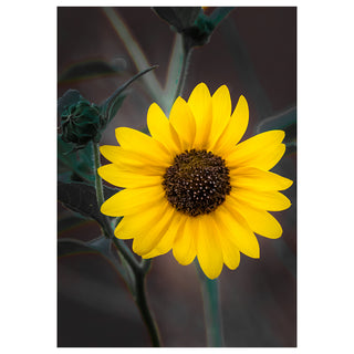 Close-up of a yellow sunflower against a dark background