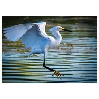 White egret with outstretched wings on a body of water