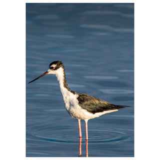 Bird standing in water with a blue background