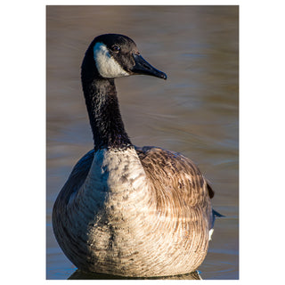 Canadian goose on water with a blurred background