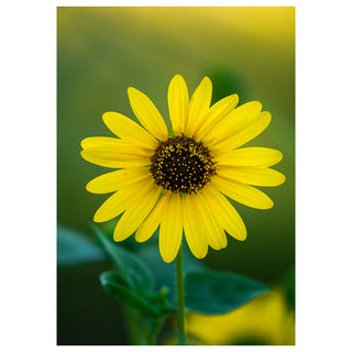 Close-up of a bright yellow flower with a green blurred background