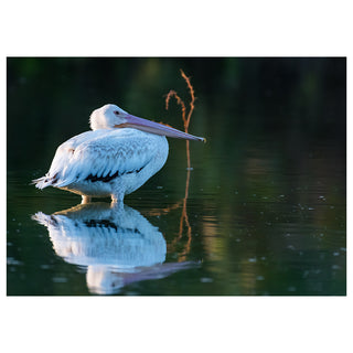 White pelican standing in water with a blurred background