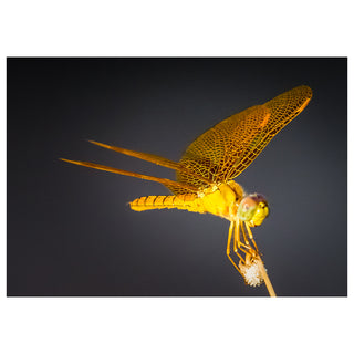 Close-up of a yellow dragonfly on a dark background
