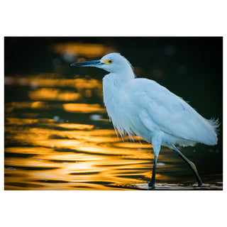 White egret standing in water with a blurred background at Sunrise