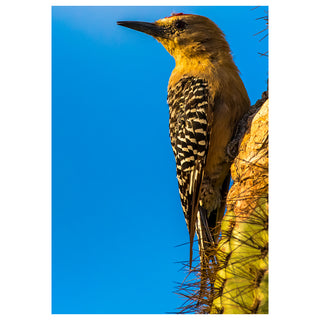 Woodpecker perched on a cactus against a clear blue sky