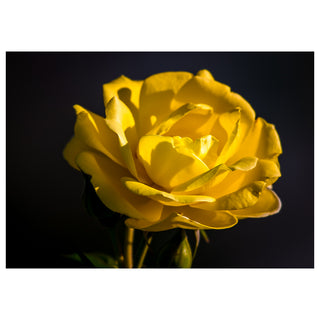 Yellow rose against a black background