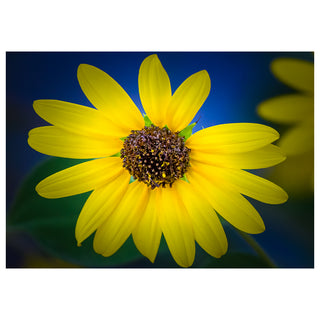 Close-up of a bright yellow flower with a dark blue background