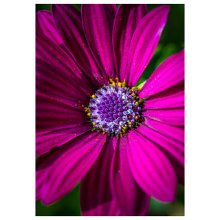 Close-up of a vibrant pink flower with a green background