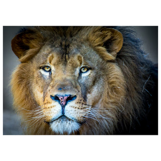 Close-up of a lion's face with a neutral background