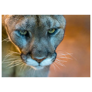 Close-up of a mountain lion's face with a blurred natural background