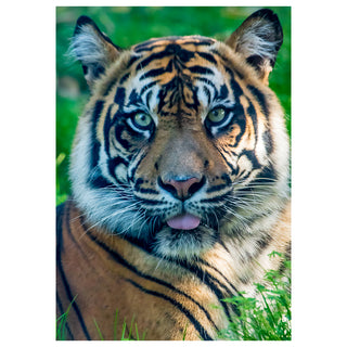 Close-up of a tiger's face with a blurred green background