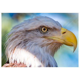 Close-up of a bald eagle with a blurred natural background