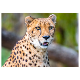 Close-up of a cheetah with a blurred natural background