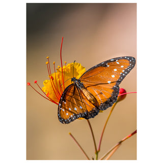 Butterfly on a yellow flower with a blurred background
